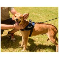 Sam, két éves kan #5