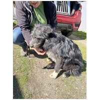 Széna, 1 éves kan #3