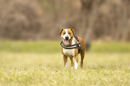 Hádész, 9 éves, 50 cm magas, kan