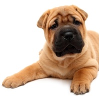 Pro-Nutrition Prestige Puppy Medium #4