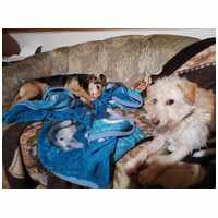 Aranyka, ivartalanított szuka kutyus #9