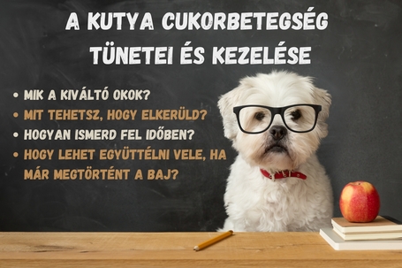 Kutya cukorbetegség tünetei és kezelése