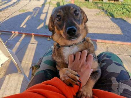 KisO, 4 éves, 34 cm magas, szuka