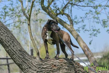 Zara, 12 éves, 58 cm magas, leány kutya