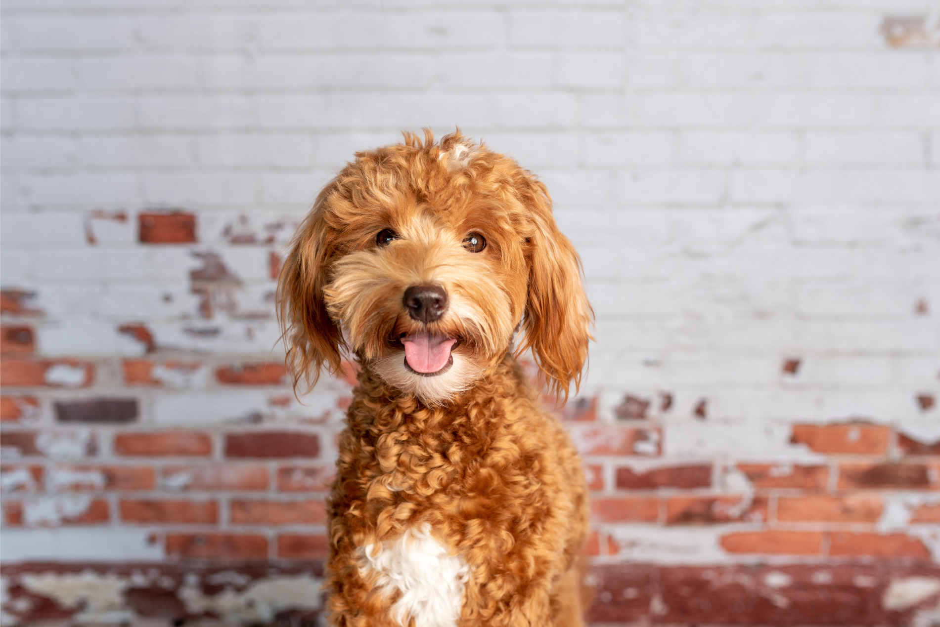 Goldendoodle: az elbűvölő dizájner kutyus