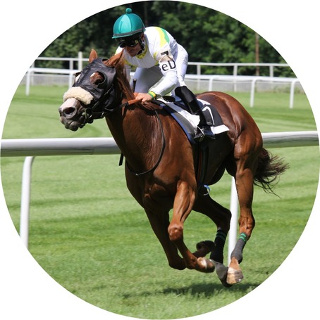 Teljesítményfokozók, izomtömeg növelők lovaknak