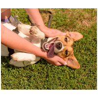 Trixi, egy éves, szuka #5