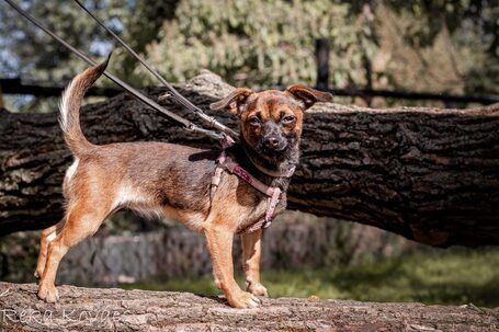 Mira, fél éves, szuka