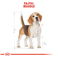 Royal Canin Beagle Adult - Beagle felnőtt kutya száraz táp #2