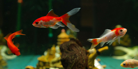 Akvarisztikai alapismeretek trópusi díszhalak tartásához