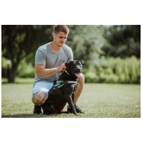 Milo, 3 éves, 53 cm magas,  labrador-bull keverék, kan #9