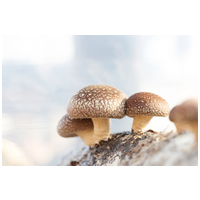 Pet Factor Ganopet l Shiitake gomba por #2