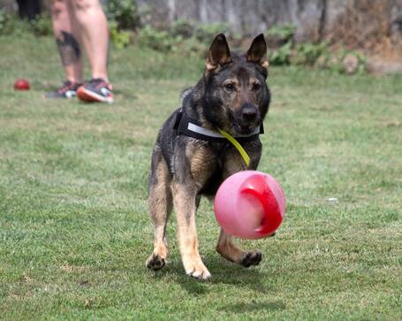 Lady, ivartalanított szuka