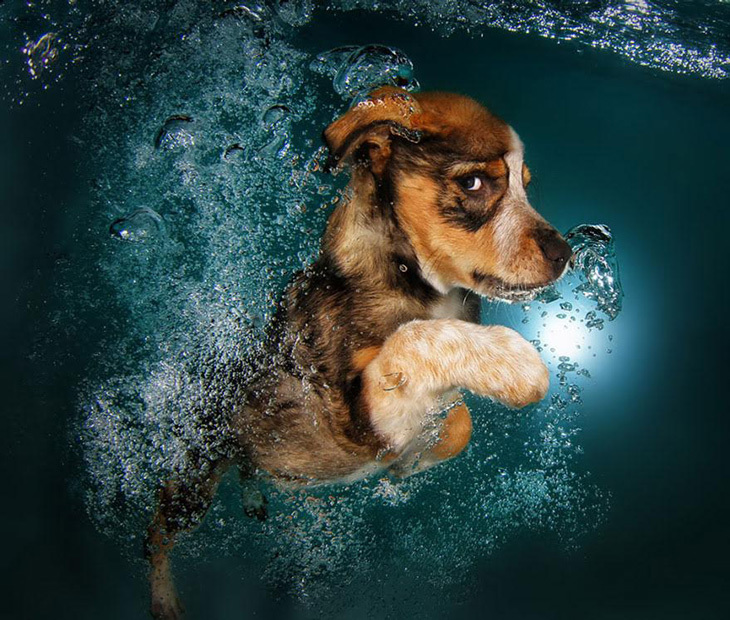 Vízalatti fotó kutyáról