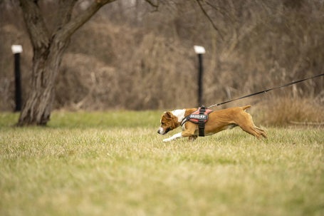 Hádész, 9 éves, 50 cm magas, kan