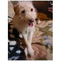 Aranyka, ivartalanított szuka kutyus #5