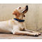 CD Adult Maxi | Nagytestű felnőtt kutyáknak készült eledel