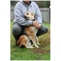 Sally, 5 éves ivartalanított szuka #3