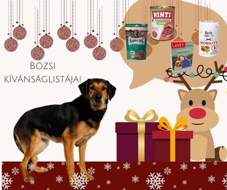 Bözsi, a 10 éves idős hölgy