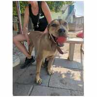 Vilinger, ivartalanított kan #13