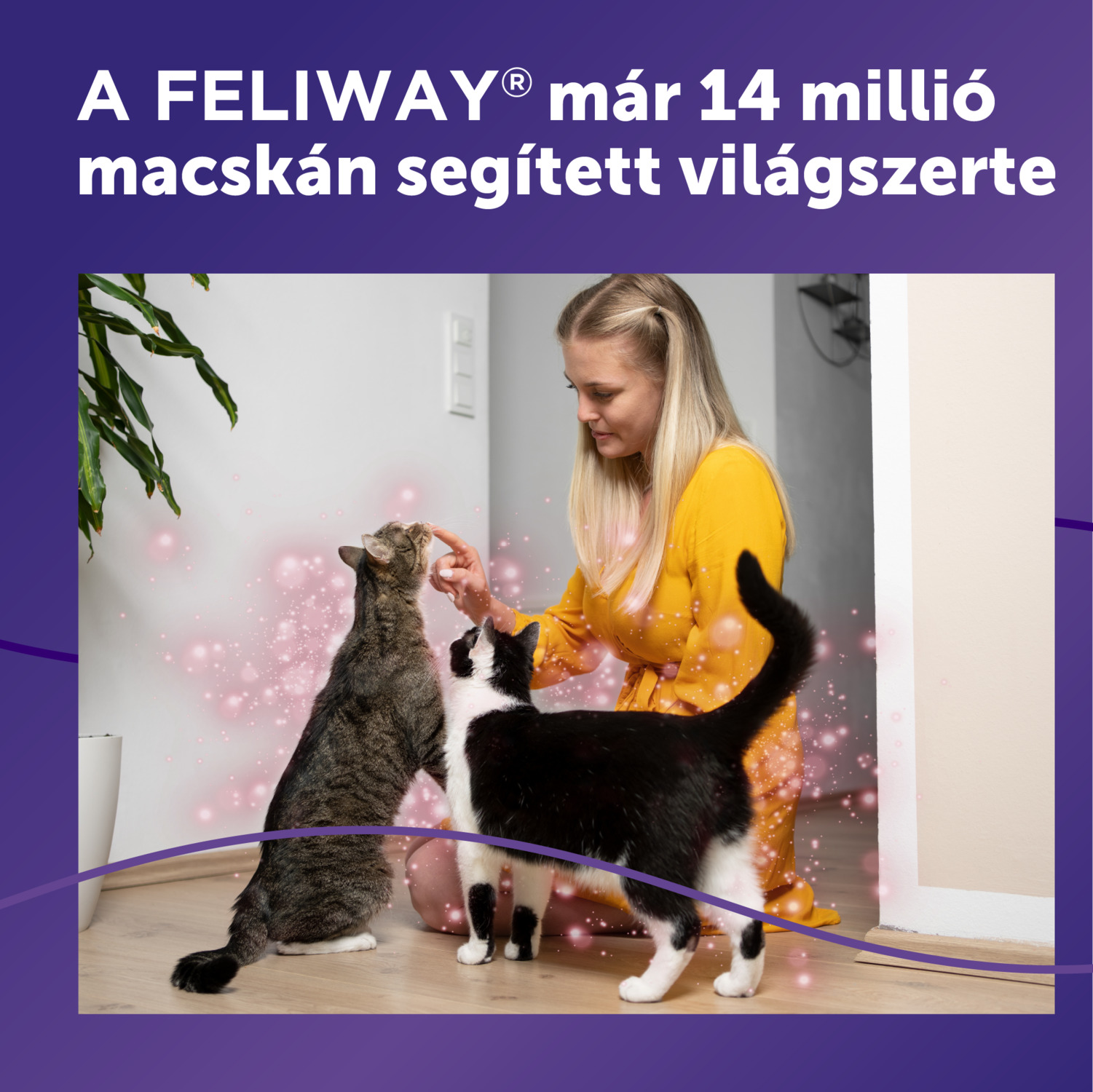 Feliway Friends nyugtató hatású párologtató macskáknak