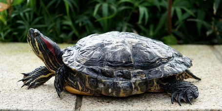 A teknősök etetése és gondozása otthonunkban