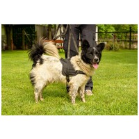 Finn, 1 éves kan #4