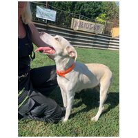 Vacak, egy éves, szuka #6