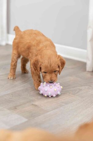 Trixie tüskés latex karika