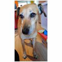 Bubu, 10 éves, szuka #5