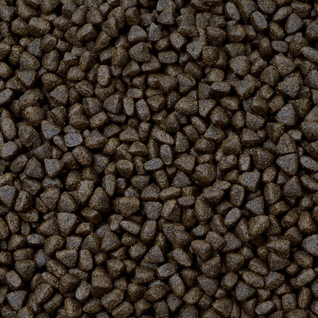 Sam's Field Adult Salmon & Potato