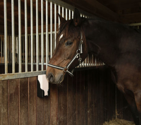 Kerbl préselt Himalája nyalósó lovaknak