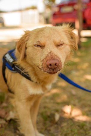 Wall-e, két éves, kan