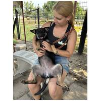 Robin, ivartalanított lányka gazdit keres #3