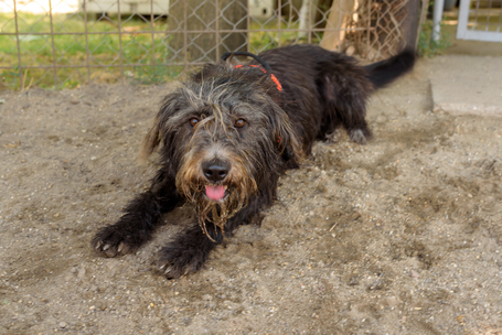 Kócos, 1 éves, kan