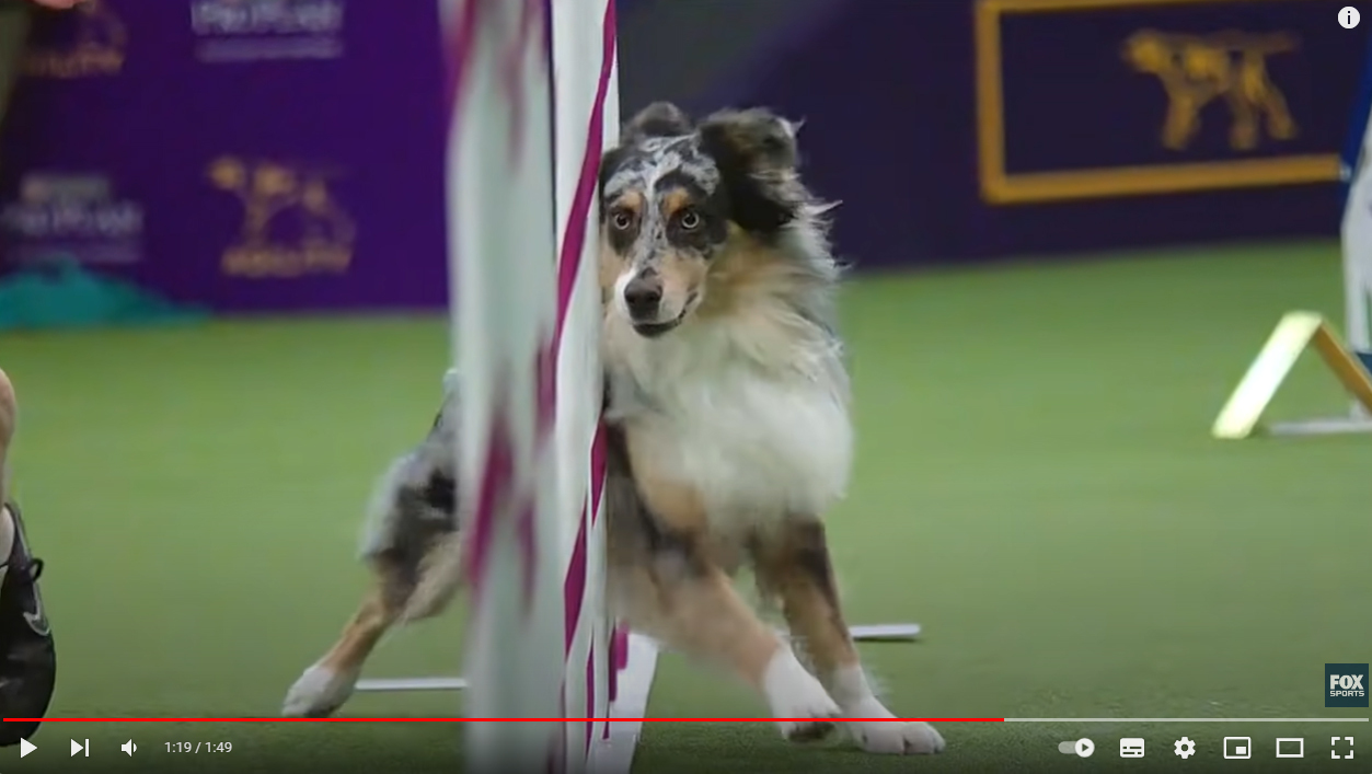 Aussie kutya agility versenyen