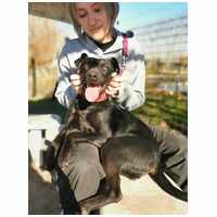 Lilien kutyus gazdit keres #9