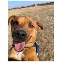 Csoma, 5 éves, 40 cm magas, ivartalanított kan #3