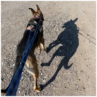 Kajla, 4 éves, 65 cm magas, kan #11