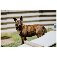 Ariell, 12 éves, 47 cm magas, lány kutya #4