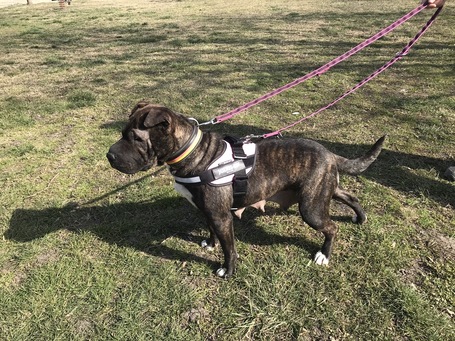 Suzy, négy éves, közepes méretű szuka