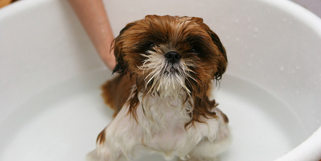 Kutyasampon – tudj meg mindent a fürdetésről!