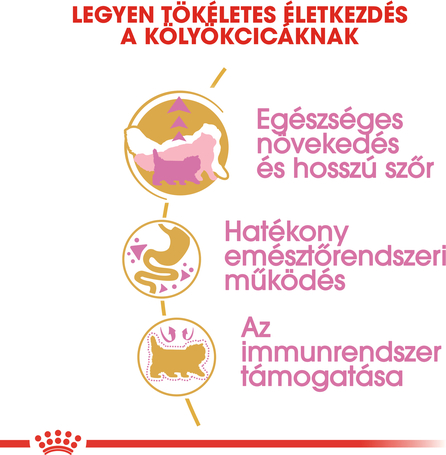 Royal Canin Persian Kitten - Perzsa kölyök macska száraz táp