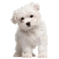 JTPharma Tears-Off könnyfolt eltávolító #2