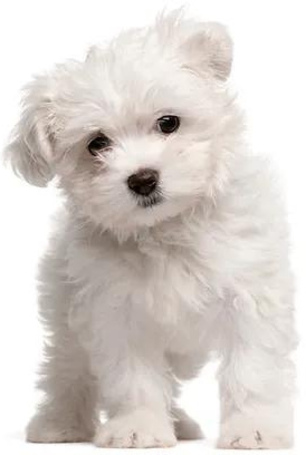 JTPharma Tears-Off könnyfolt eltávolító