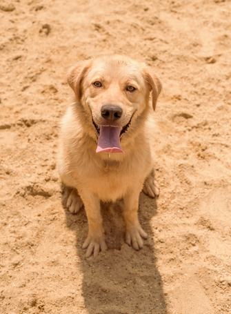 Kasmír, egy éves, kan