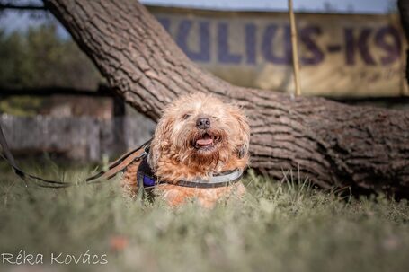 Zsenna, 12 éves, szuka