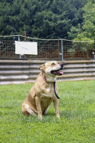 Pufirizsa, 8 éves ivartalanított szuka
