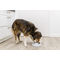 Trixie evéslassító műanyag tál kutyáknak