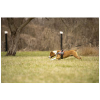 Hádész, 9 éves, 50 cm magas, kan #5